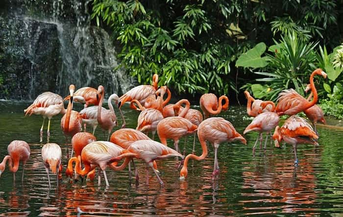 Jurong Bird Park