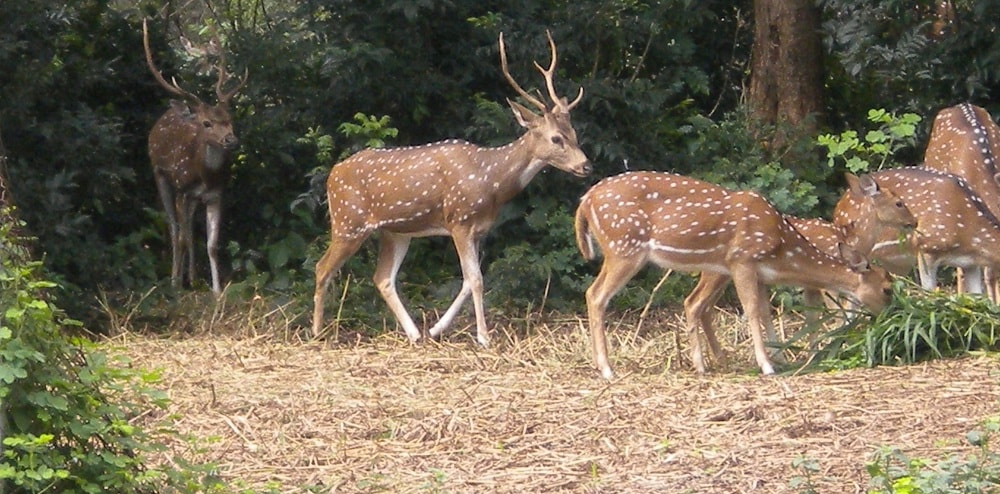 Bannerghatta National Park