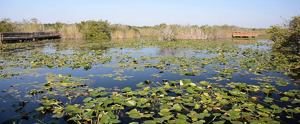 Everglades, USA