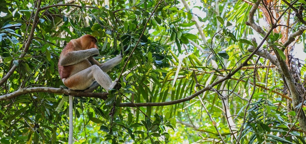 Malaysian Borneo