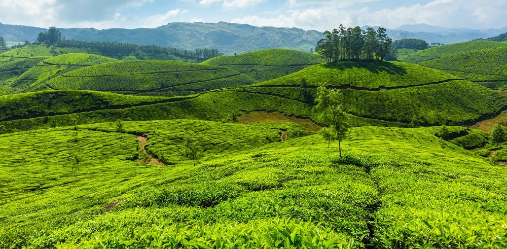 Munnar, Kerala