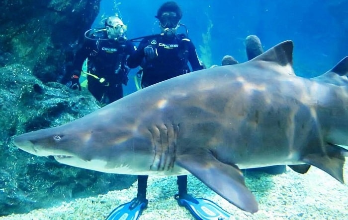 Diving with Sharks