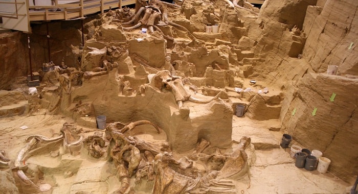 Mammoth Site, Hot Springs