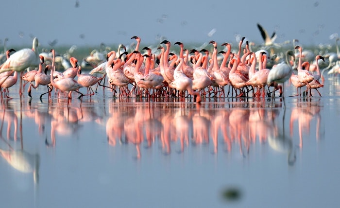 Nal Sarovar Bird Sanctuary