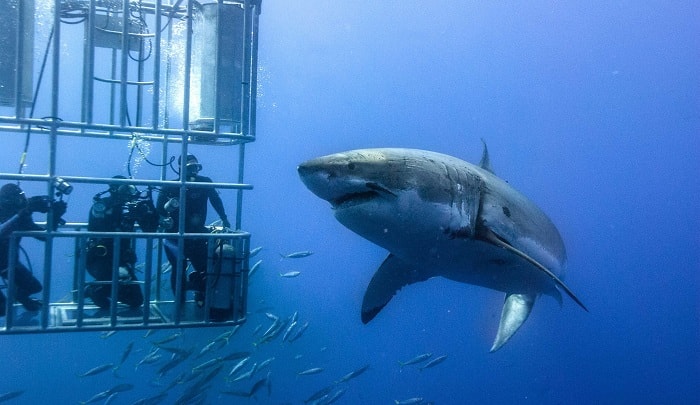 Real Life Jaws - Shark Cage Diving