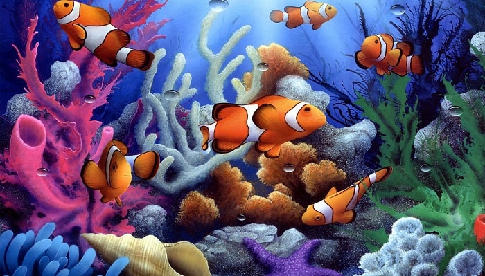 Clown Fish and Corals