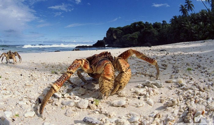 Coconut Crabs