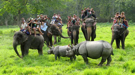 Indian Elephant Safari Tour