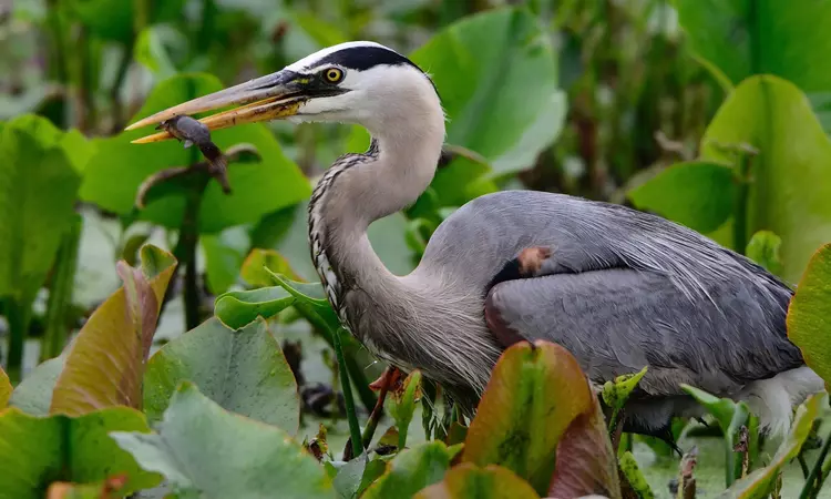 Birding tour in Assam and Meghalaya