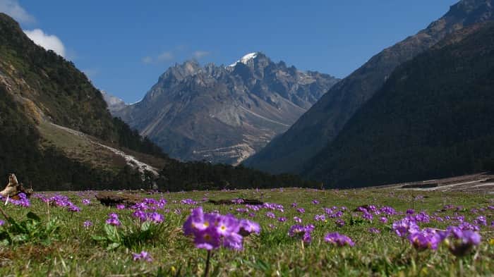 Yumthang Valley, Sikkim