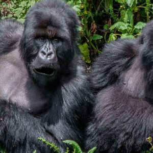 Bwindi Impenetrable National Park