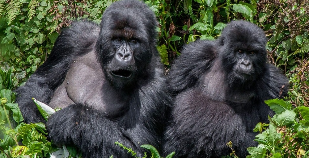 Bwindi Impenetrable National Park