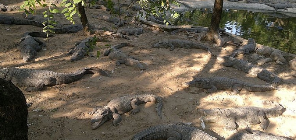 Madras Crocodile Bank