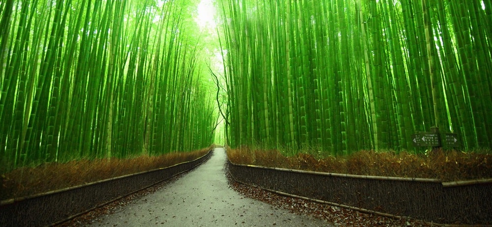 Sagano Bamboo Forest in Japan