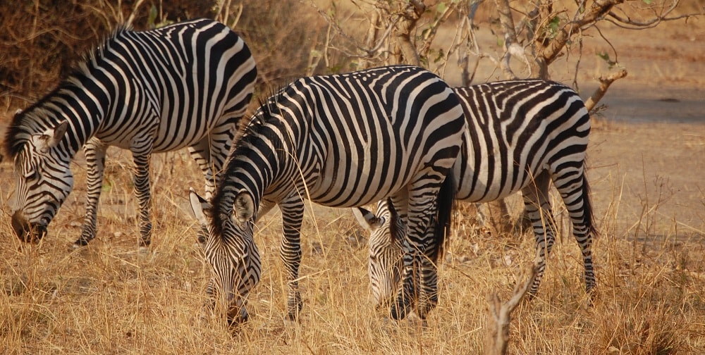 South Luangwa National Park