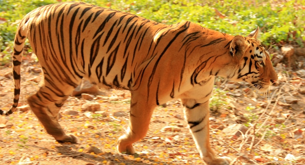 Tadoba Tiger Resort, India