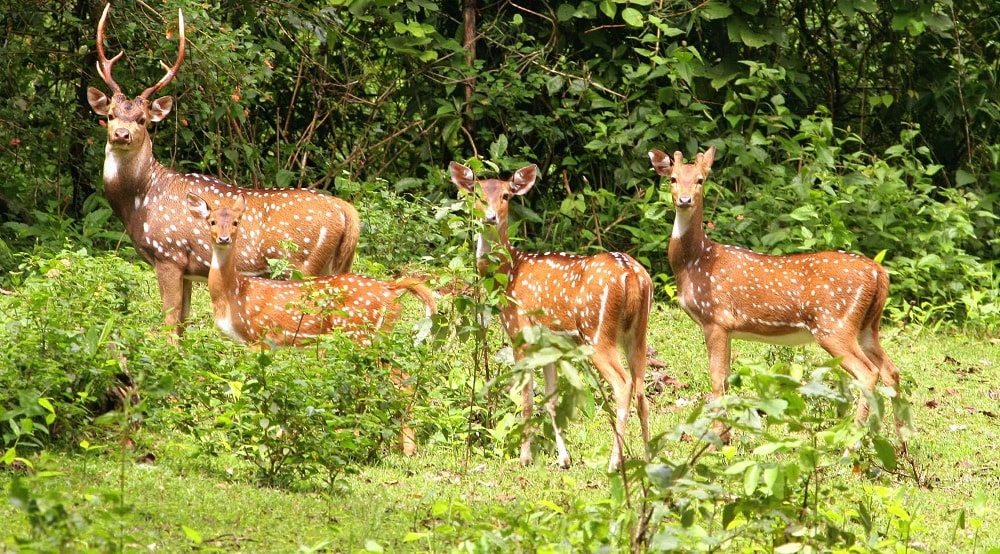 Kaziranga National Park, Assam