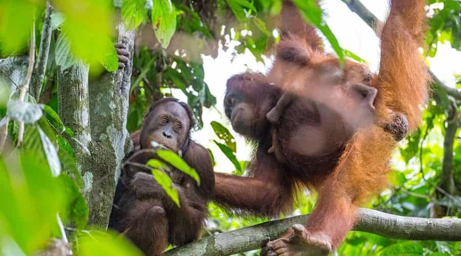 Sepilok Orangutan Rehabilitation Centre