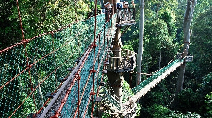 Jungle Trekking In Danum Valley