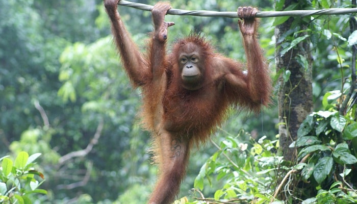 Orangutans at SORC