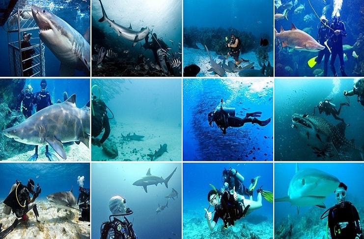 Scuba Diving with Sharks in Malaysia