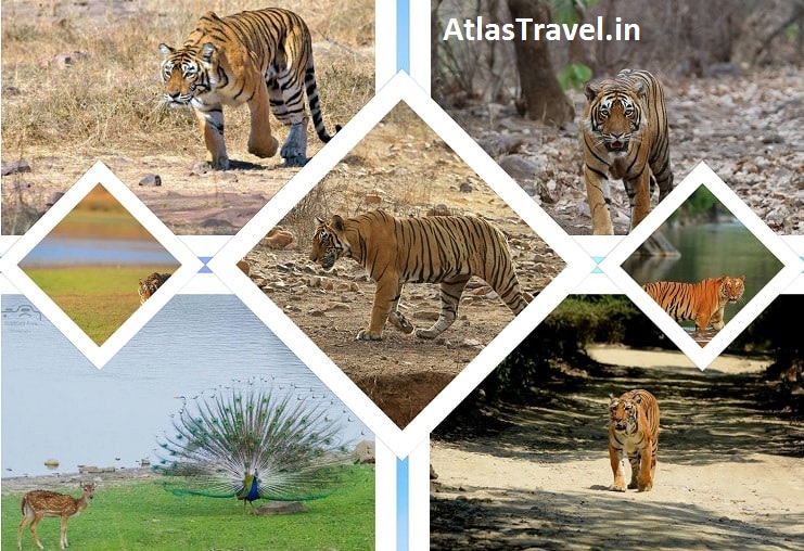 Ranthambore National Park