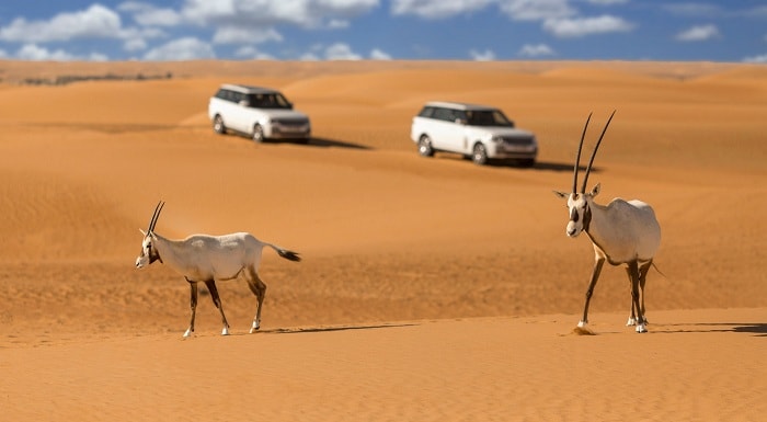 Desert Safari Dubai