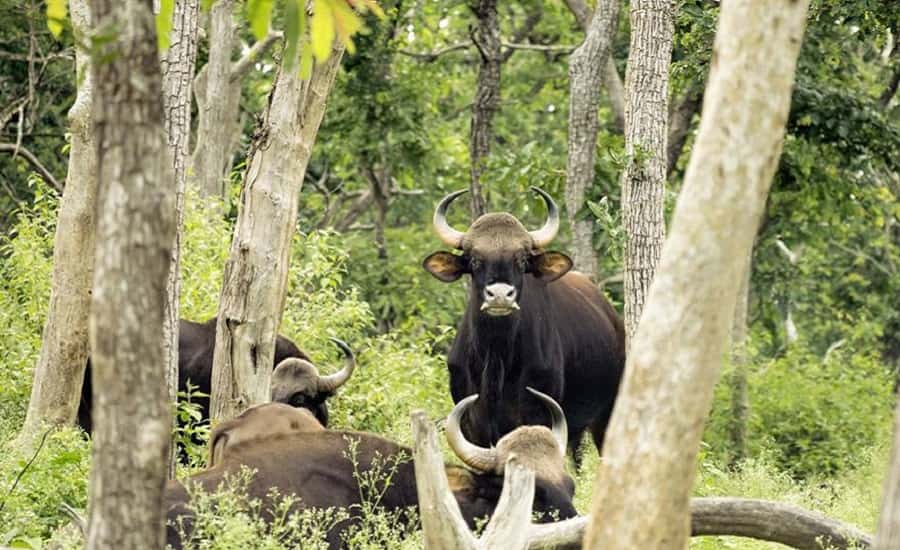 Indian Gaur at Mudumalai National Park