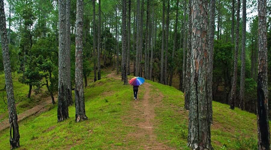 Nature walks at Ranikhet