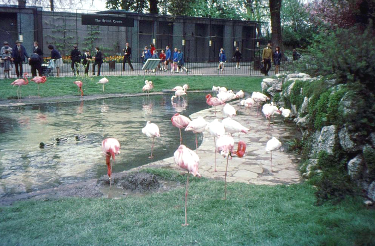 Flamingos at London Zoo Regents Park