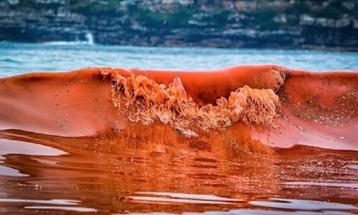 Red Tide of Oman