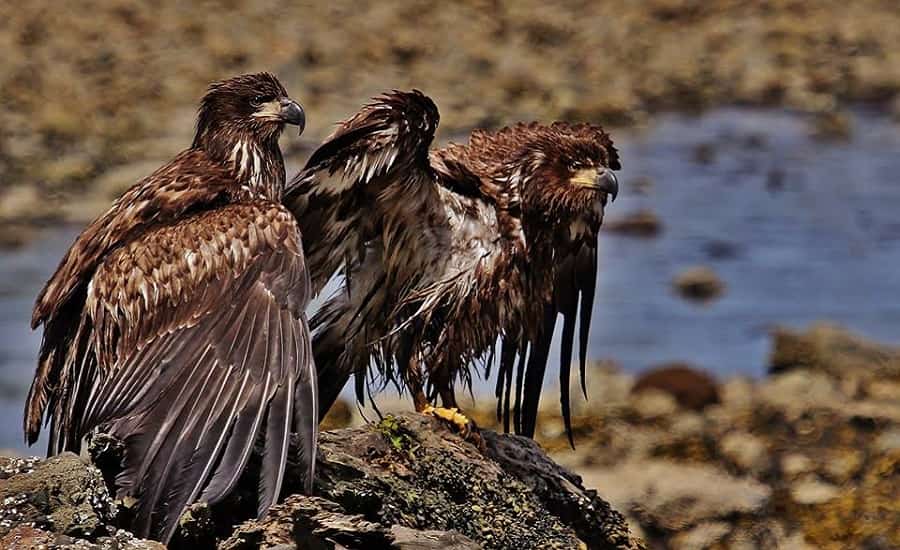 Bald Eagles, North Vancouver Island, BC