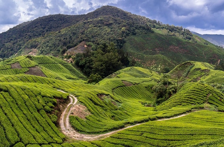 Cameron Highlands Travel Guide