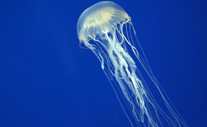 Jellyfish