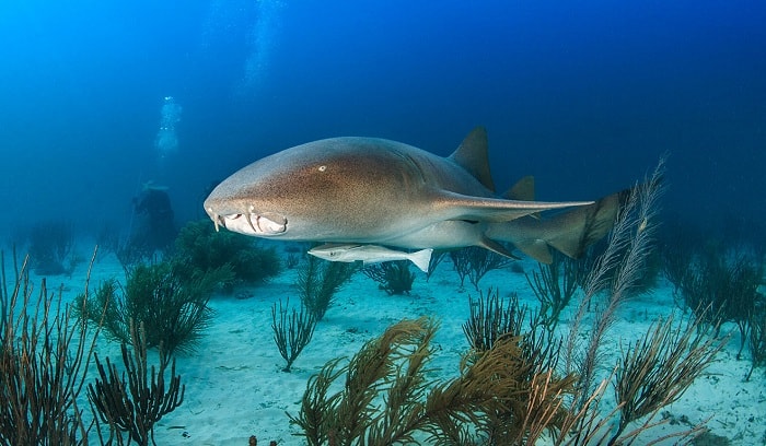 Nurse Sharks