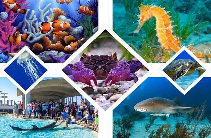 S.E.A. Aquarium in Sentosa Island