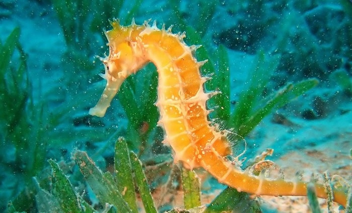 Sea Horses