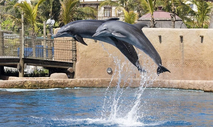 Seal and Dolphin Show