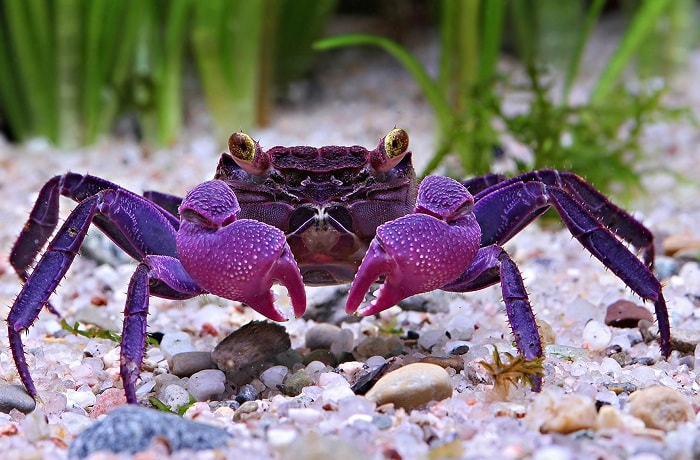 Varieties Crabs