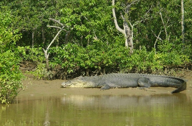 Rare albino crocodile sighted in Odisha's Bhitarkanika