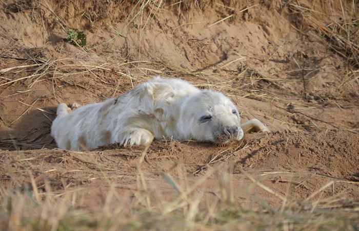 Donna Nook, Lincolnshire