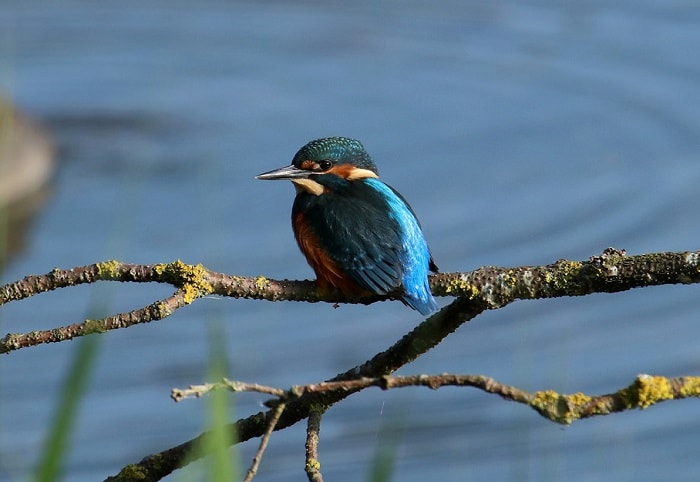 Lackford Lakes, Suffolk