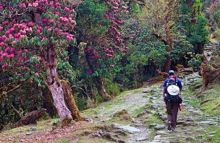 Rhododendron Trails