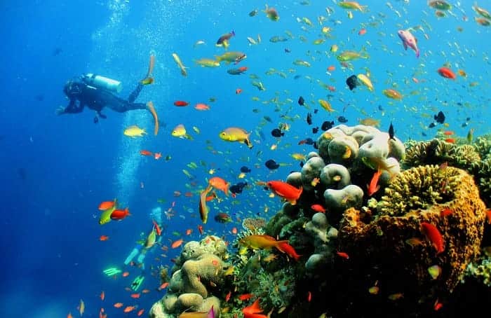 Scuba Diving in Sipadan