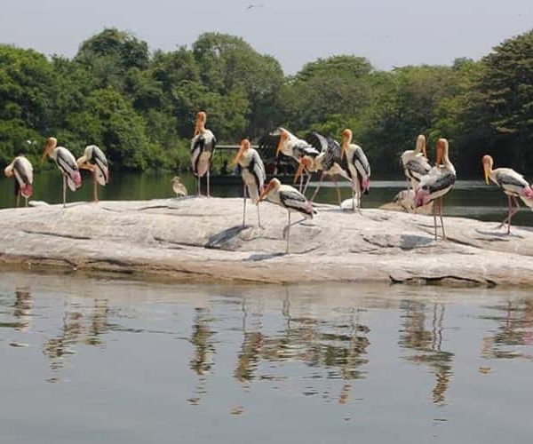 Bharatpur Bird Sanctuary, Rajasthan