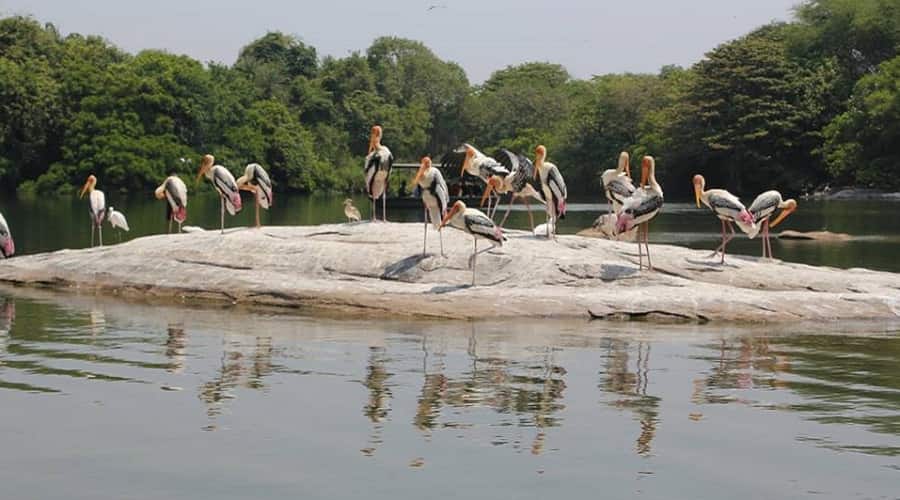 Bharatpur Bird Sanctuary, Rajasthan