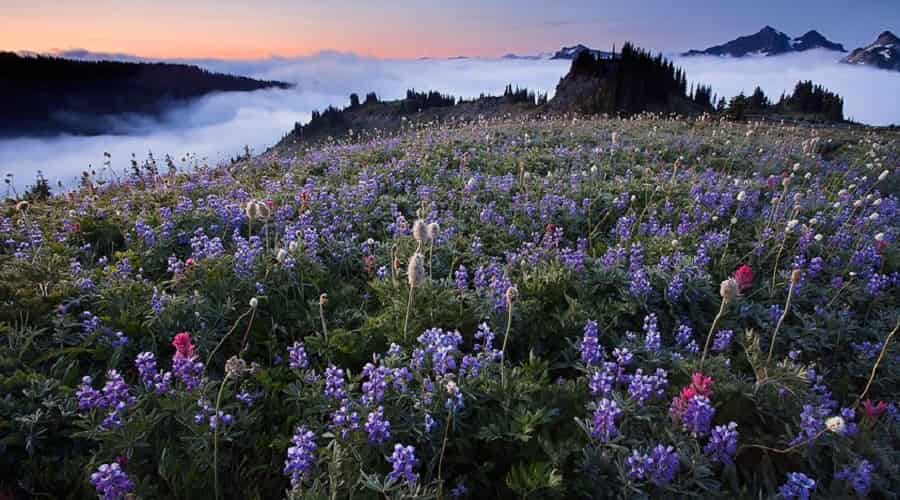 Valley of Flowers during Monsoon