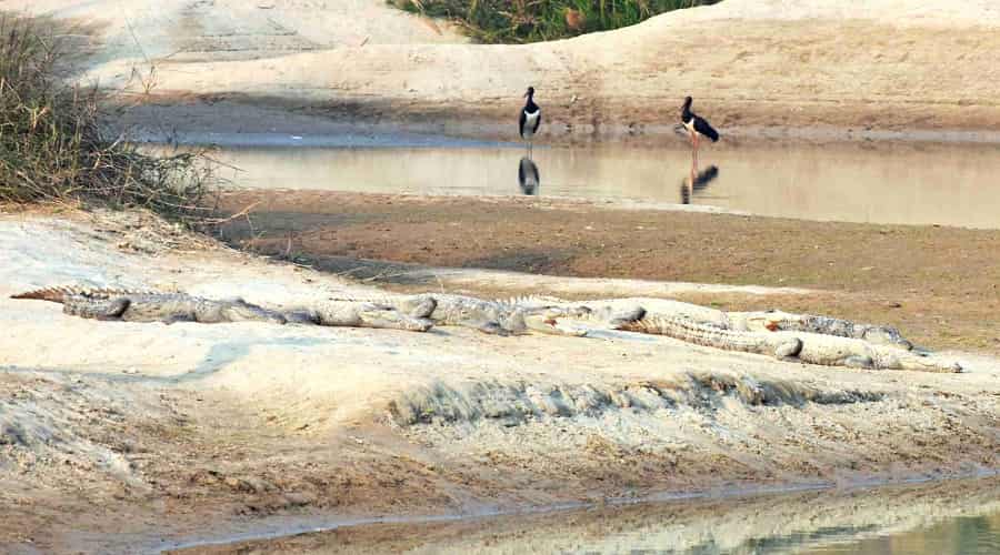 Bird Watching, Dudhwa National Park