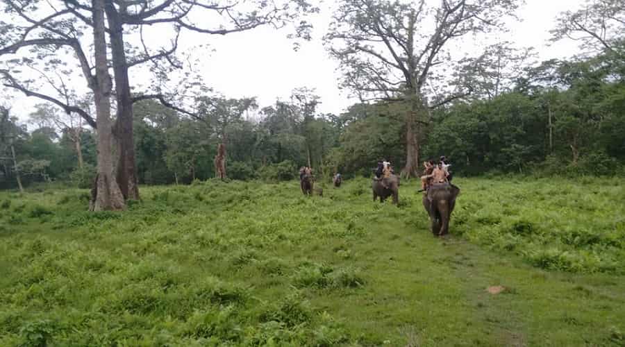 Jaldapara National Park, Dooars