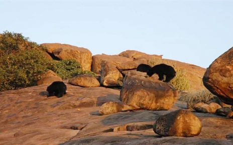 wildlife SOS